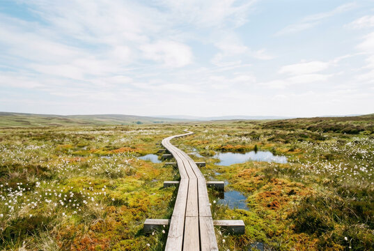 Restored peatland nature reserve with mossy pools, cotton grass and a simple timber walkway. Bright natural daylight and wide open nature background with copy space.
