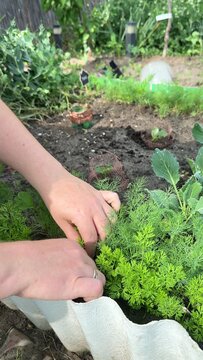 A candid shot of an older woman gardening outdoors, showing focus and gentle care among vibrant green foliage and rich soil, evoking peace and connection to nature, perfect for spring themes