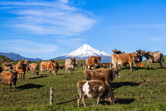 View of a herd of cows grazing in a green pasture with the snow-capped Mount Taranaki in the background under a clear blue sky in New Plymouth, Taranaki Region, New Zealand.