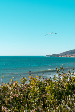 Seagull Over El Capit&aacute;n State Beach Coastal Landscape