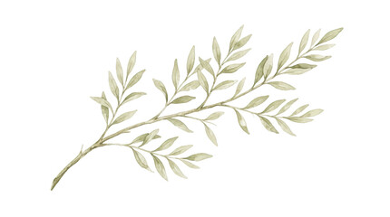 Fototapeta premium Watercolor olive branch illustration isolated on transparent background