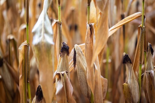 View of dried corn stalks in a field during harvest season in Coimbra, Coimbra District, Portugal.