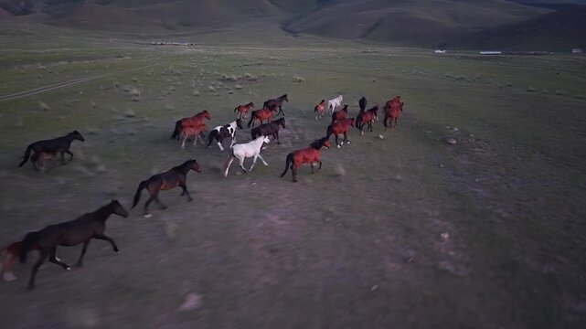 Horses are running across vast steppes in their natural habitat in Kyrgyzstan.