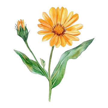 Calendula Branch, playful watercolor vector depicting lively antics and expressive gestures, isolated on a white background.