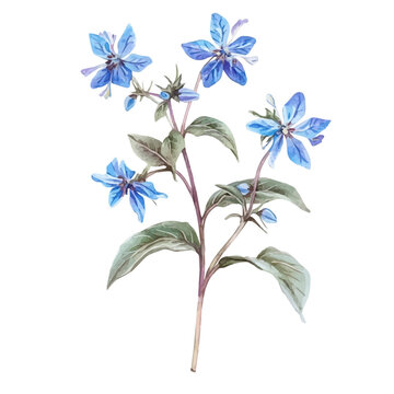 watercolor of Borage Branch vector painting, isolated on a white background.