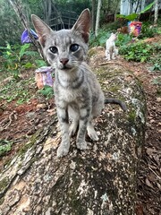 Gray kitten sitting on a rock in a tropical forest © Zila Reyes Visuals