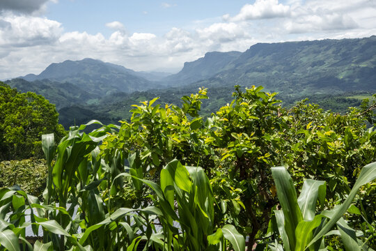 View of lush corn plants and green trees in the foreground with rolling mountains under a cloudy sky in Agua Azul, Chiapas, Mexico.