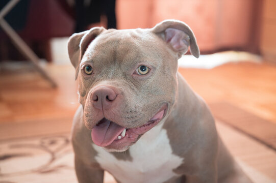 Closeup portrait of an American Bully dog sitting indoors with light brown eyes, short light brown and white fur, and a pink nose