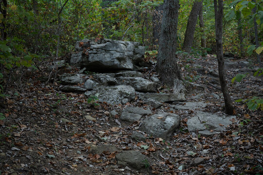rocks in the forest