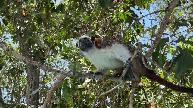 Geoffroy's Tamarin Monkey in a Tree in Panama