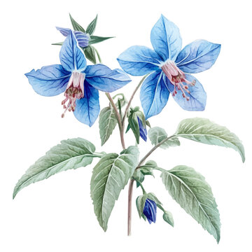 watercolor of Borage Branch illustration graphic, isolated on a white background.
