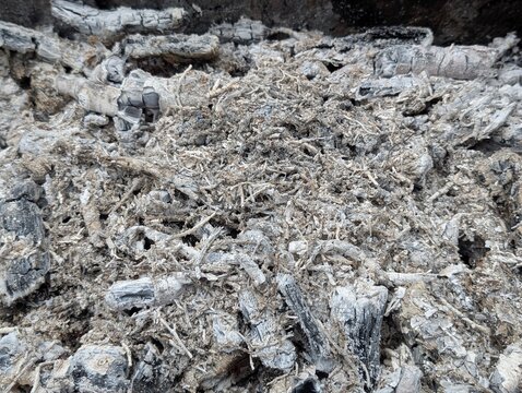Close-up of ash with burned textures 