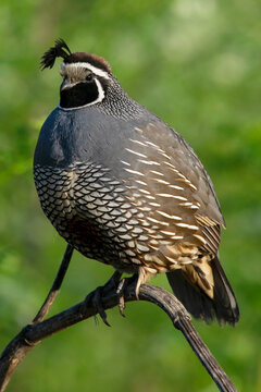 California Quail at Eagle Island State Park, Idaho