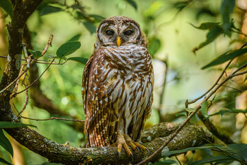 Fototapeta premium Barred Owl perched in the woods