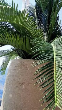 Luxury cruise ship interior with tropical palm and endless ocean view. Handheld, Vertical video
