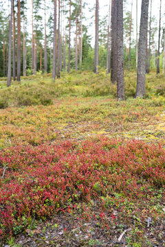 September pine forest floor with bilberry shrubs turning red in early autumn, colorful foliage among tall pines, seasonal change from summer, quiet woodland landscape with natural autumn colors.