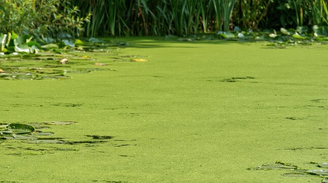 Green duckweed covering surface of pond water