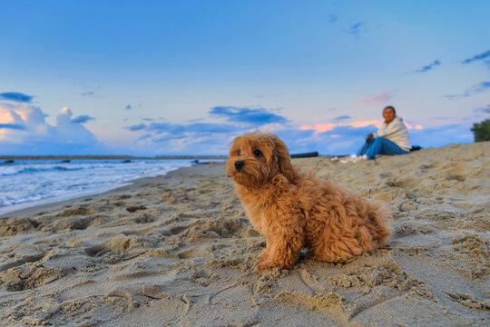 Maltipoo puppy at the beach with summer sunset. Poland