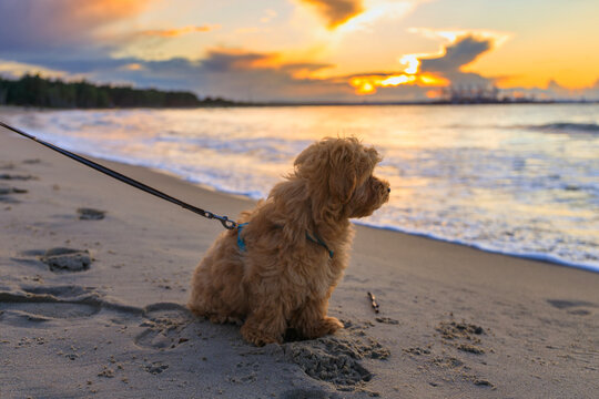 Maltipoo puppy at the beach with summer sunset. Poland