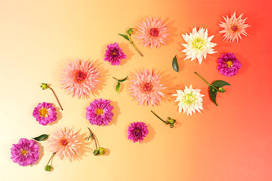 Sunny greeting card featuring beautiful dahlias, an abstract floral arrangement, autumn still life with seasonal flowers, background and banner for the screen. A minimalist holiday concept.
