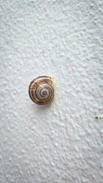 Small snail shell resting on a white textured wall