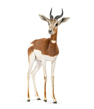 Mhorr gazelle standing isolated looking at camera