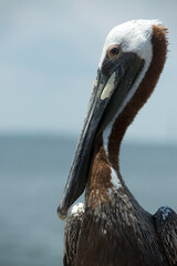Close-up profile portrait of a brown pelican with blue sky background showcasing its distinctive long bill and textured feathers. © Ezra