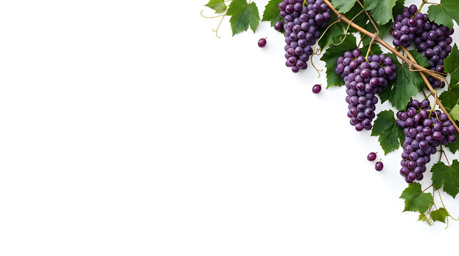An elegant corner featuring abundant clusters of glossy purple grapes, curling grapevines, deep green leaves and a few individual grapes, sophisticated rich jewel-tone fruit aesthetic, pure solid whit