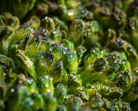 Brocoli II