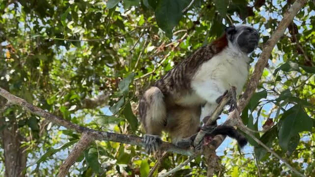 Geoffroy's Tamarin Monkey in a Tree in Panama