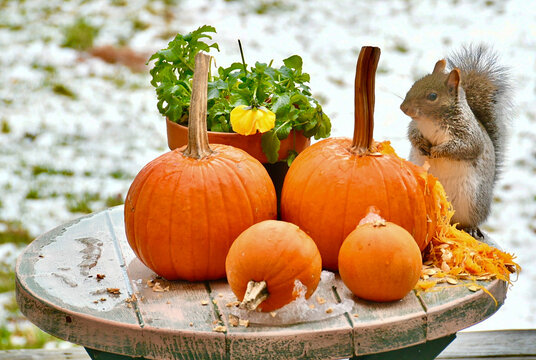 A curious squirrel inspects several pumpkins and fresh pumpkin shavings on a weathered outdoor table dusted with snow beside a potted yellow pansy, conveying autumn harvest charm and playful wildlife.