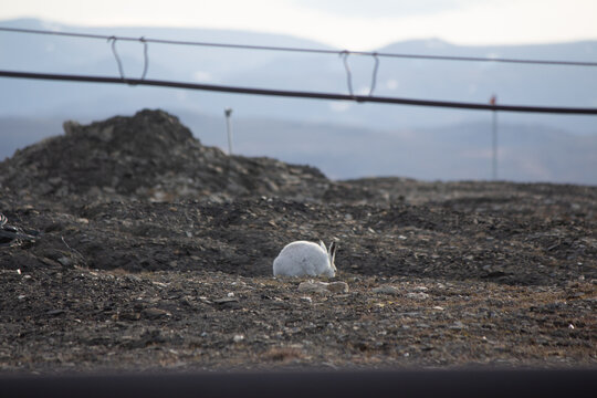 Canada's High Arctic Hares