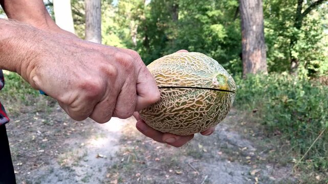 Man cutting ripe sweet melon.Melon ripening season.