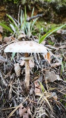 Macrolepiota procumbens © SuGak