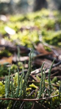 moss on the tree