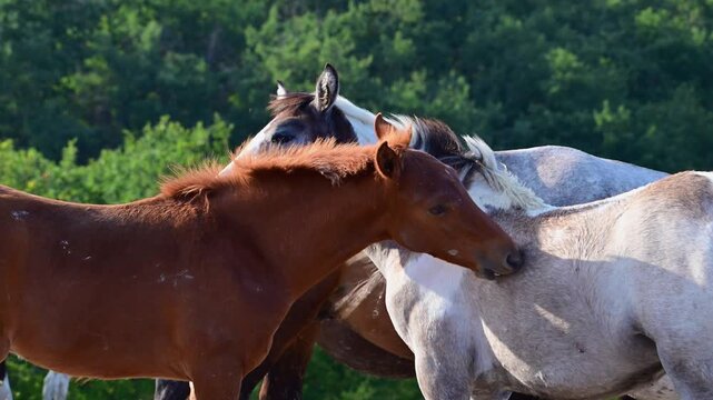 A close-up shot of two horses gently nuzzling and grooming each other in a lush green pasture.