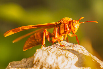 AVISPA © diego