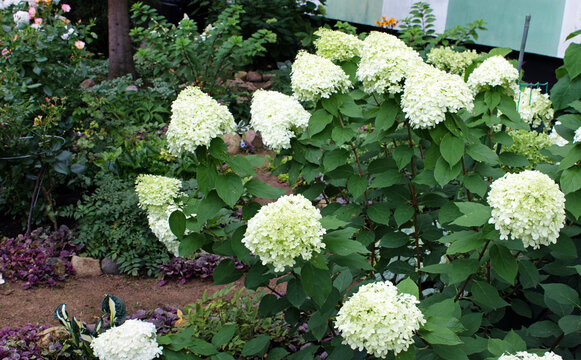 White annabelle hydrangeas in garden - lush spherical blooms, summer flowering