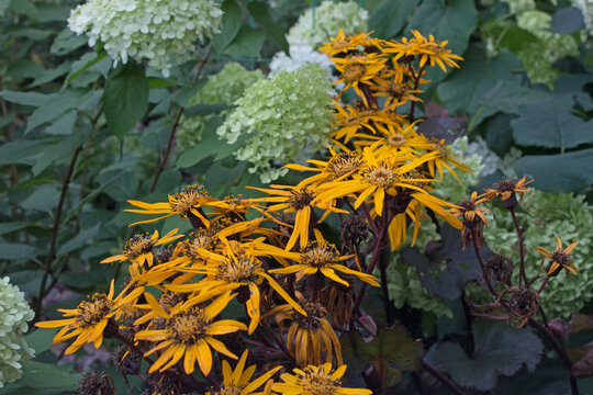 Yellow ligularia and white hydrangea - color contrast in garden, autumn blooming, macro