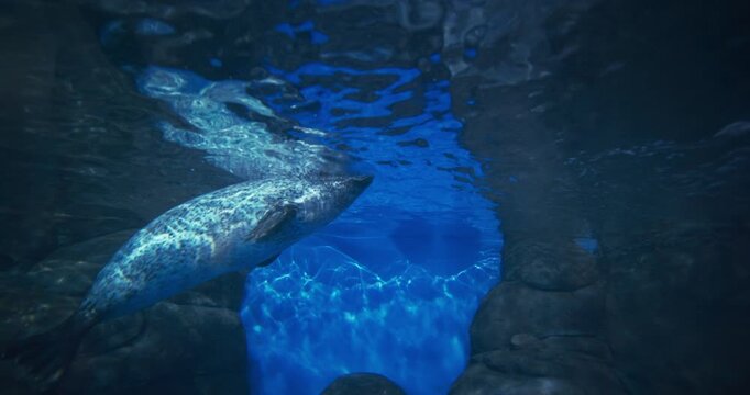 Common Seal Dives Underwater In Zoo Aquarium. Close Up View On Harbor Seal, Common Marine Mammal From Pacific And Atlantic Coast. Marine Life. Phoca Vitulina. Ocean Animal, Aquatic Life