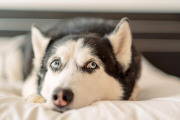 Close up of a husky face with pale blue eyes © iwavephoto