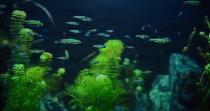 Zebrafish In Big Zoo Aquarium. Zebrafish Or Danio Rerio Is Species Of Freshwater Ray-finned Fish. Zebra Danio And Tropical Fish is Popular Aquarium Fish. Zebrafish Used Vertebrate Model Organism In