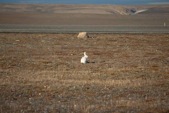 Canada's High Arctic Hares