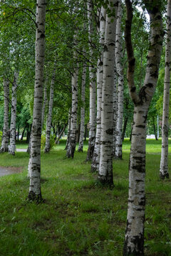 White birch tree trunks close up with green forest blurred background.
