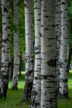 White birch tree trunks close up with green forest blurred background.
