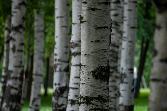White birch tree trunks close up with green forest blurred background.
