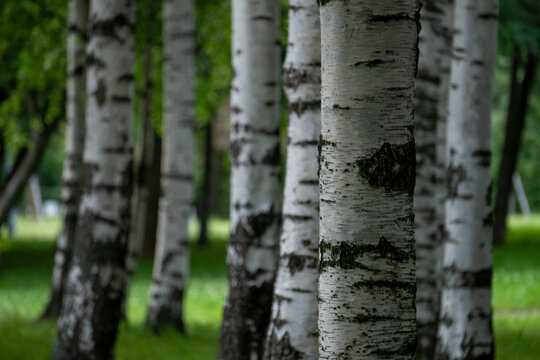 White birch tree trunks close up with green forest blurred background.
