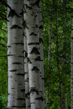 White birch tree trunks close up with green forest blurred background.
