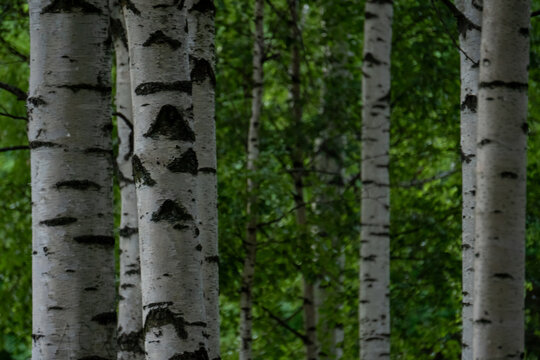 White birch tree trunks close up with green forest blurred background.
