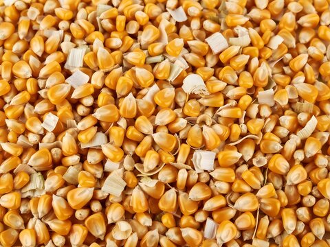 Top down view of dried yellow corn kernels for agricultural food production background.